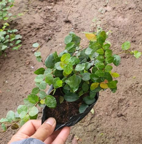 Cách trồng và chăm sóc Cây Vẩy Ốc