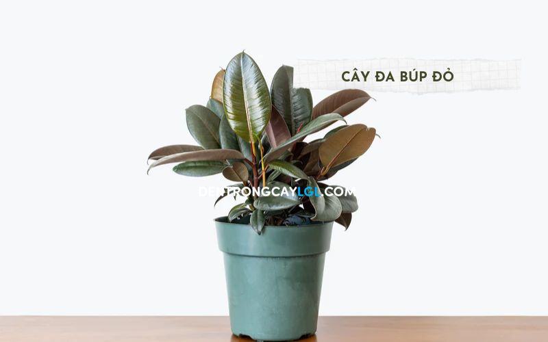 Cây đa búp đỏ có thể sống trong bóng râm nên dễ dàng cho bạn đặt làm cây cảnh trong nhà