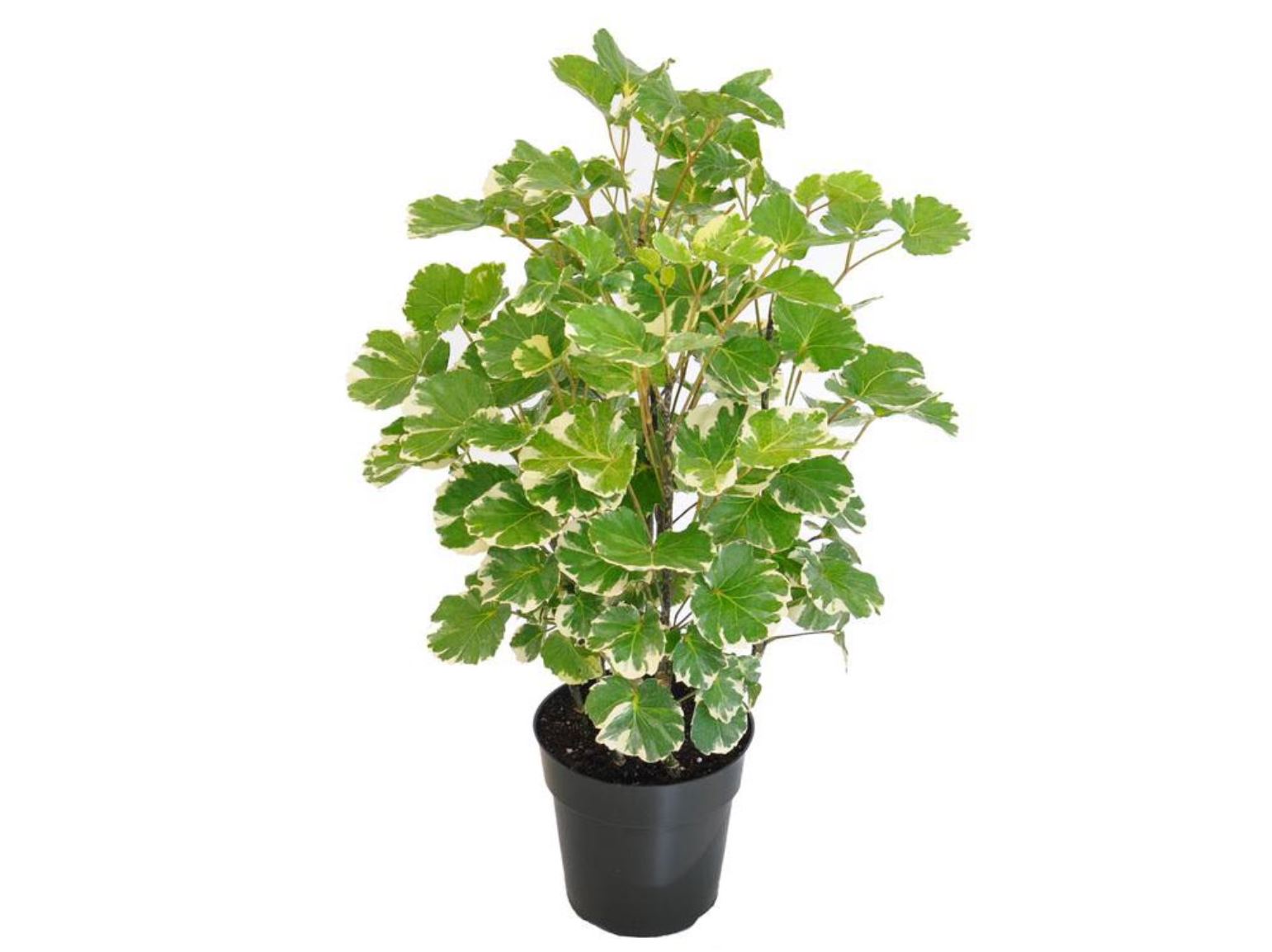 Rễ cây Đinh Lăng Cẩm Thạch dùng làm thuốc