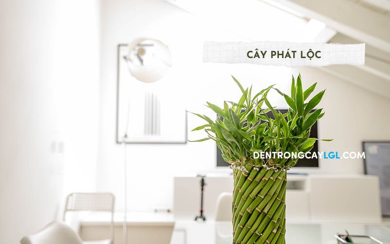 Cây phát lộc là loại cây cảnh trong nhà dễ chăm sóc