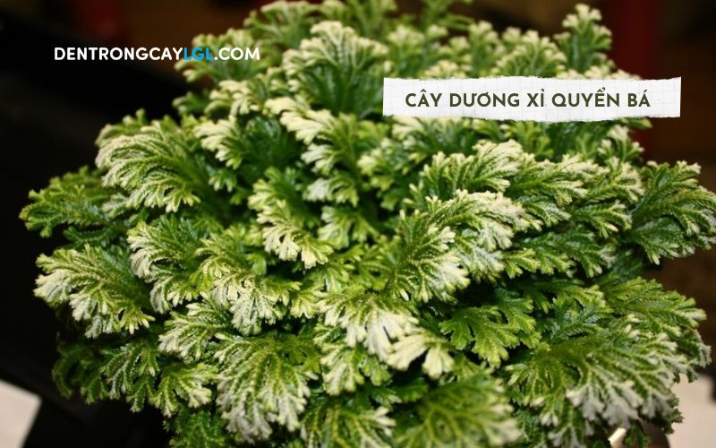 Cây cảnh trong nhà - dương xỉ quyến bá góp phần làm cho không gian nhà trở nên thơ mộng hơn