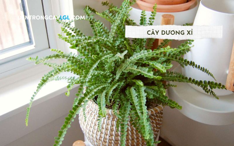 Bạn có thể lựa chọn cây dương xỉ Lemon button Fern để trồng làm cây cảnh trong nhà
