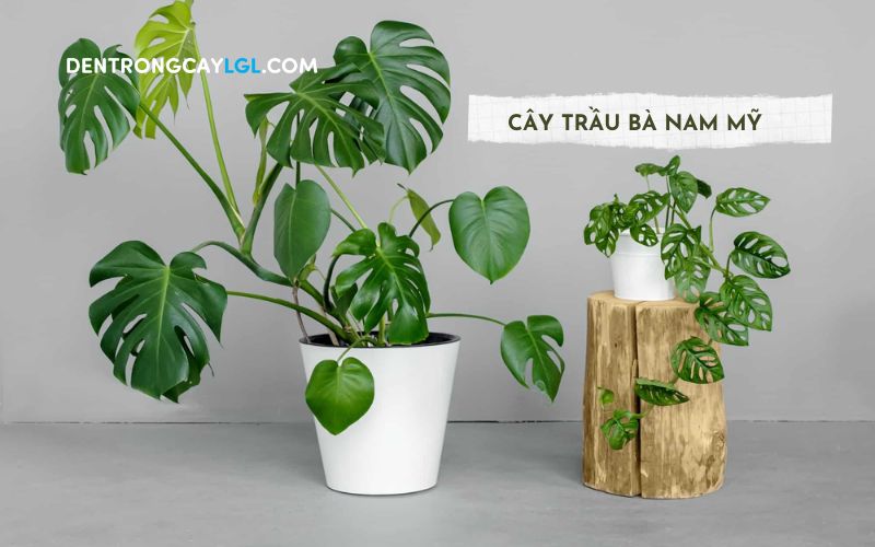 Thử trồng ngay giống cây cảnh trong nhà độc đáo - Trầu bà Nam Mỹ