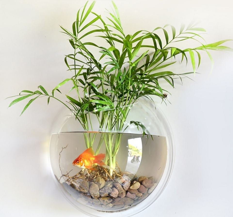 cây Cau Tiểu Trâm hợp mệnh nào