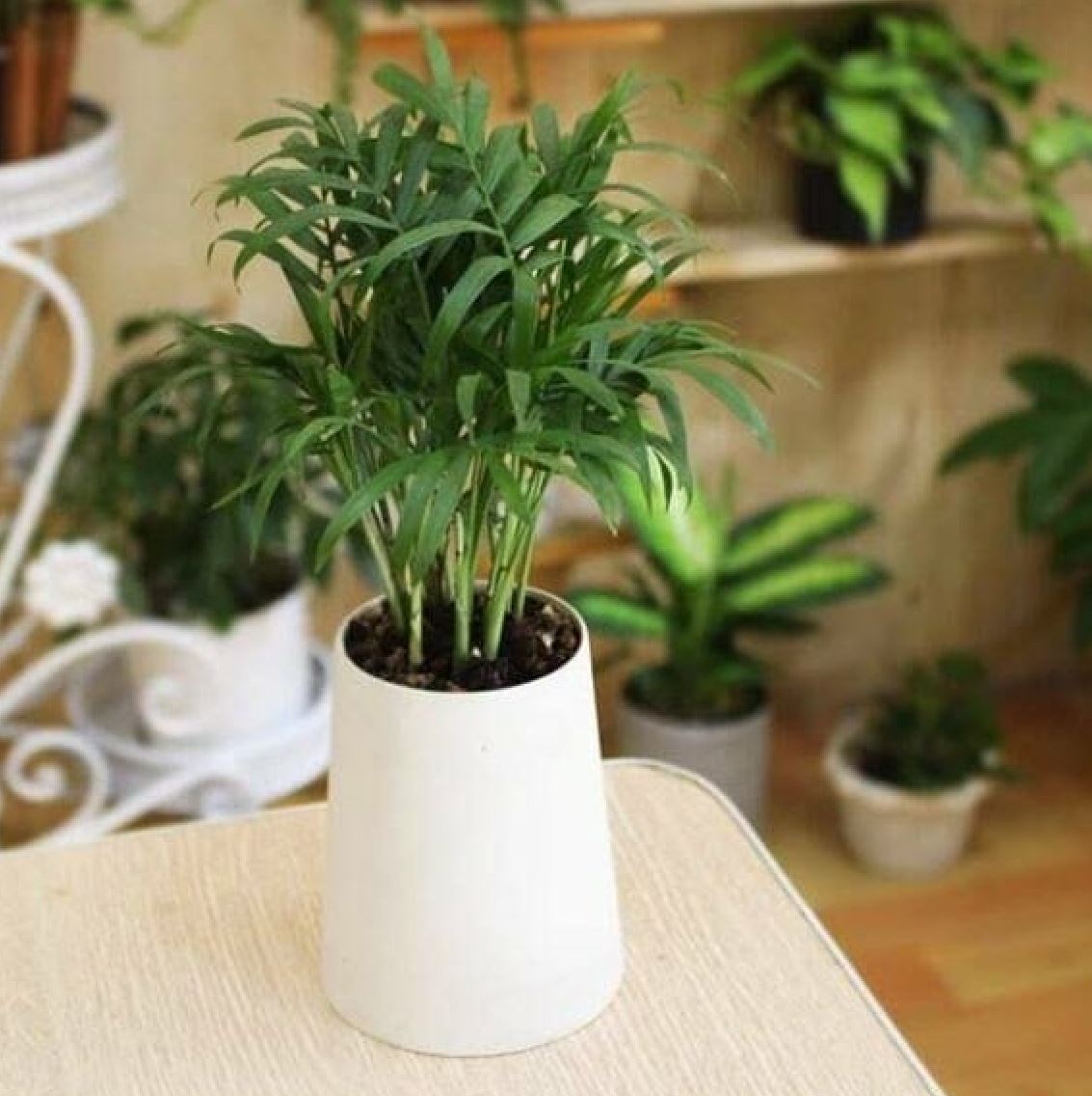 Cây Cau Tiểu Trâm