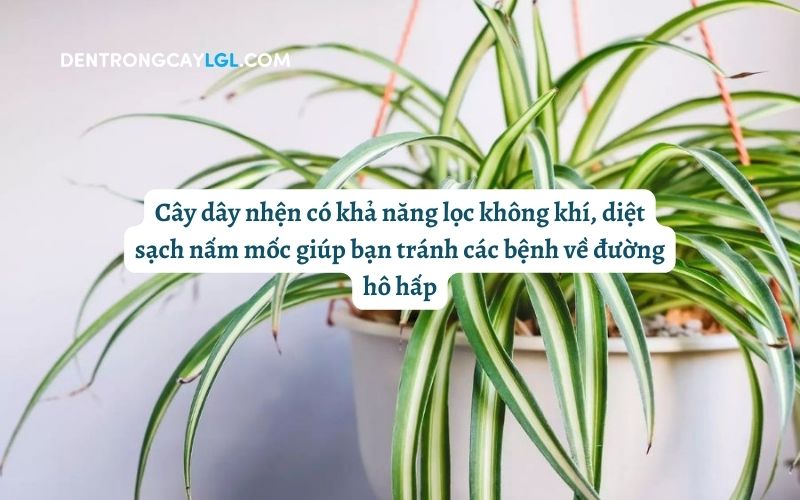 Cây dây nhện là cây lọc không khí rất hay được trồng trong nhà