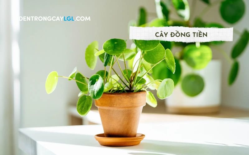 Cây đồng tiền là loại cây cảnh trong nhà giúp bạn thu hút tiền tài