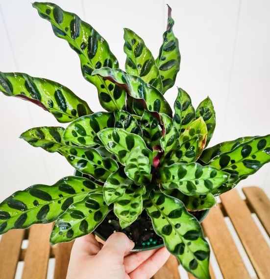 cây Đuôi Phụng hợp mệnh gì