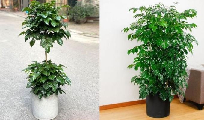 C&acirc;y Hạnh Ph&uacute;c 2 tầng