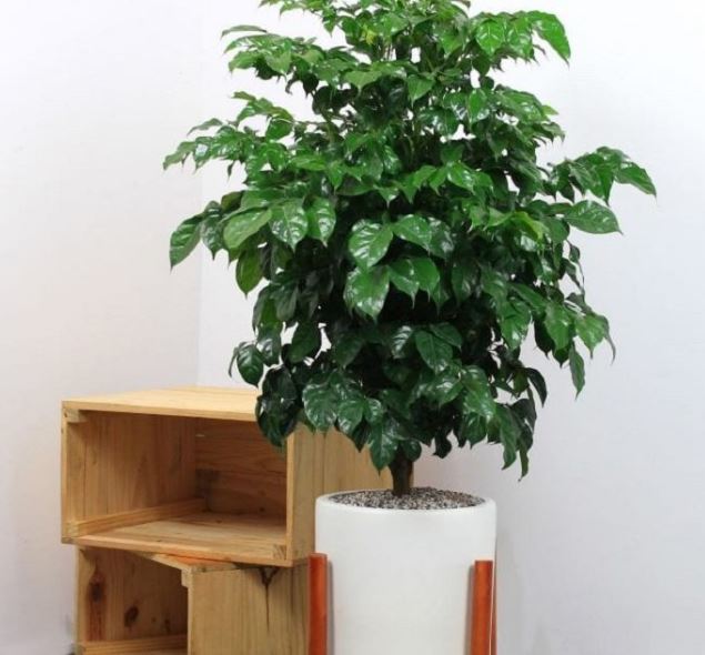 C&acirc;y Hạnh Ph&uacute;c hợp mệnh g&igrave;?