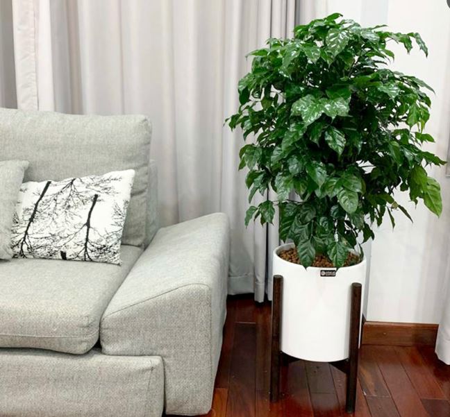 C&acirc;y Hạnh Ph&uacute;c trong trang tr&iacute; nội thất