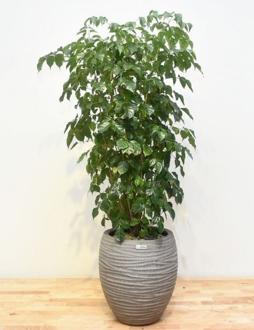 C&acirc;y Hạnh Ph&uacute;c