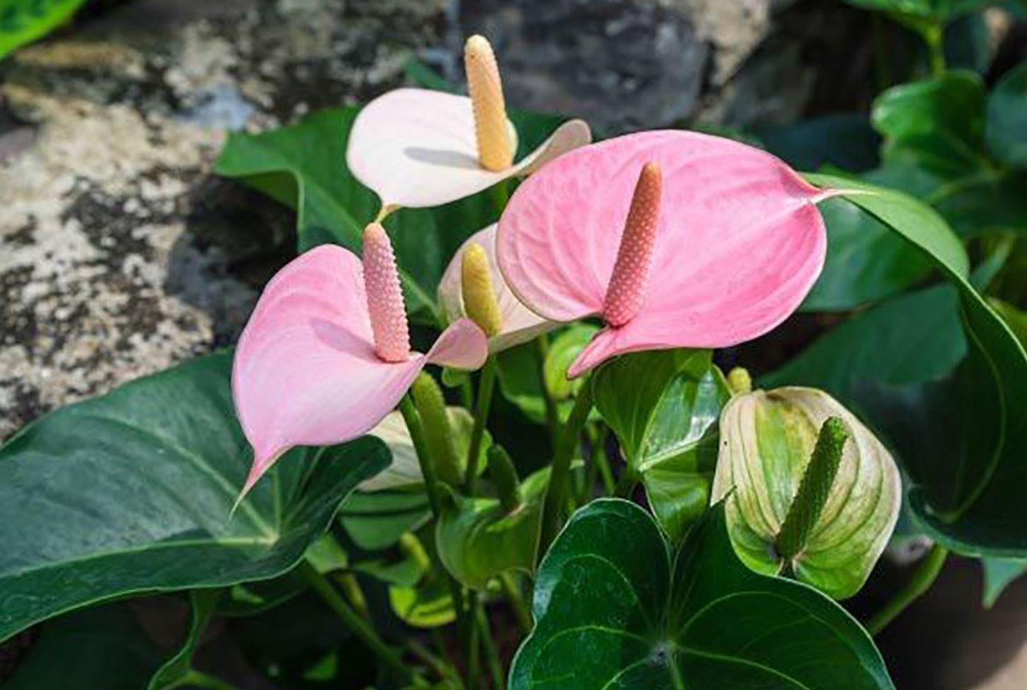 c&acirc;y Hồng M&ocirc;n hợp với mệnh g&igrave;?