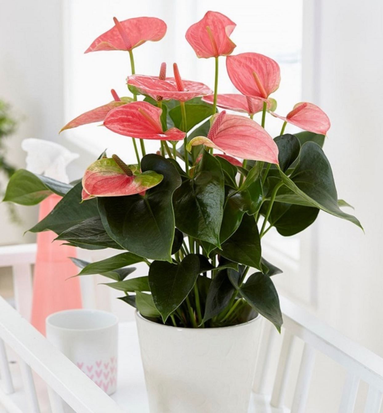 C&acirc;y Hồng M&ocirc;n thuộc họ R&aacute;y