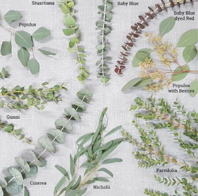 c&acirc;y Khuynh Diệp c&oacute; bao nhi&ecirc;u loại?