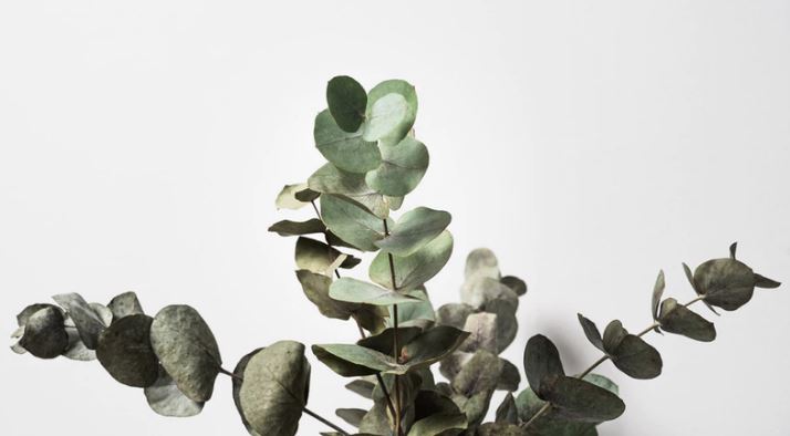 c&acirc;y Khuynh Diệp l&agrave; c&acirc;y g&igrave;?