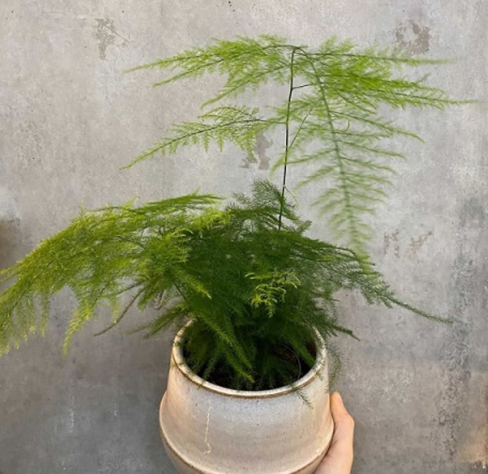 Cây Kim Thủy Tùng là cây gì