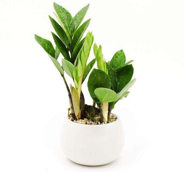 Cây Kim Tiền hợp mệnh gì