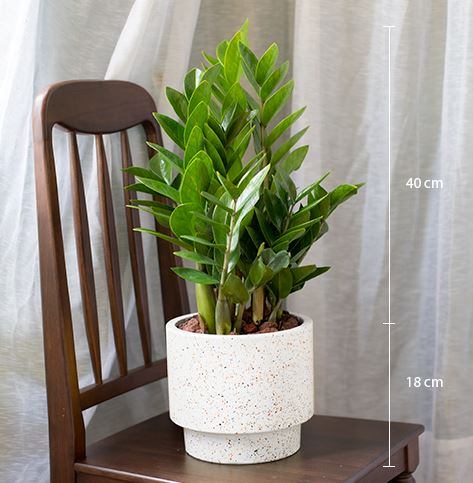 Cây Kim Tiền là cây gì