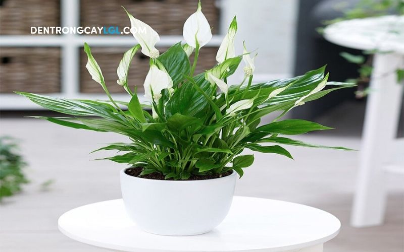 Cây lan ý là loại cây lọc không khí có vẻ ngoài sang trọng và thanh khiết