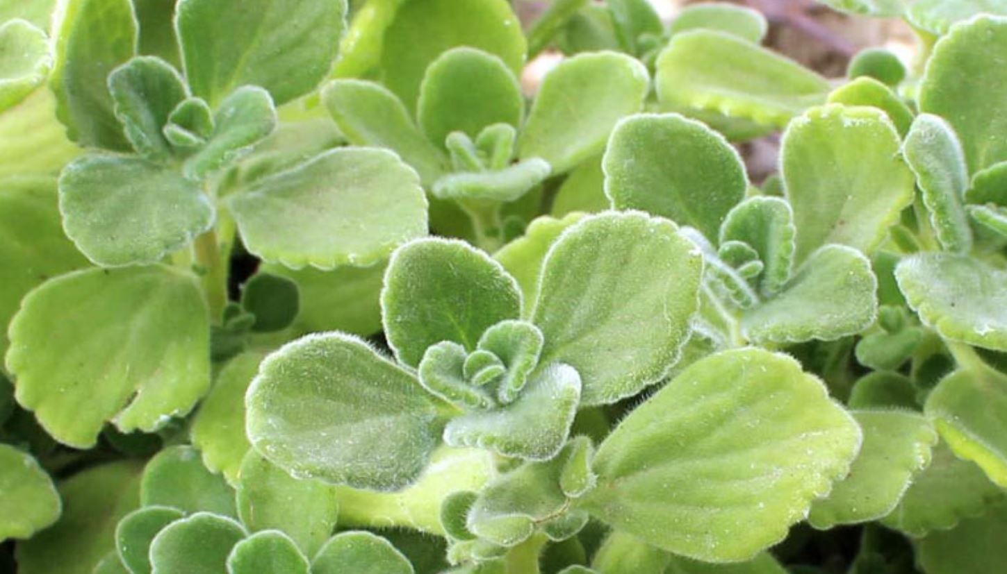 C&acirc;y Mạt Nhất Hương