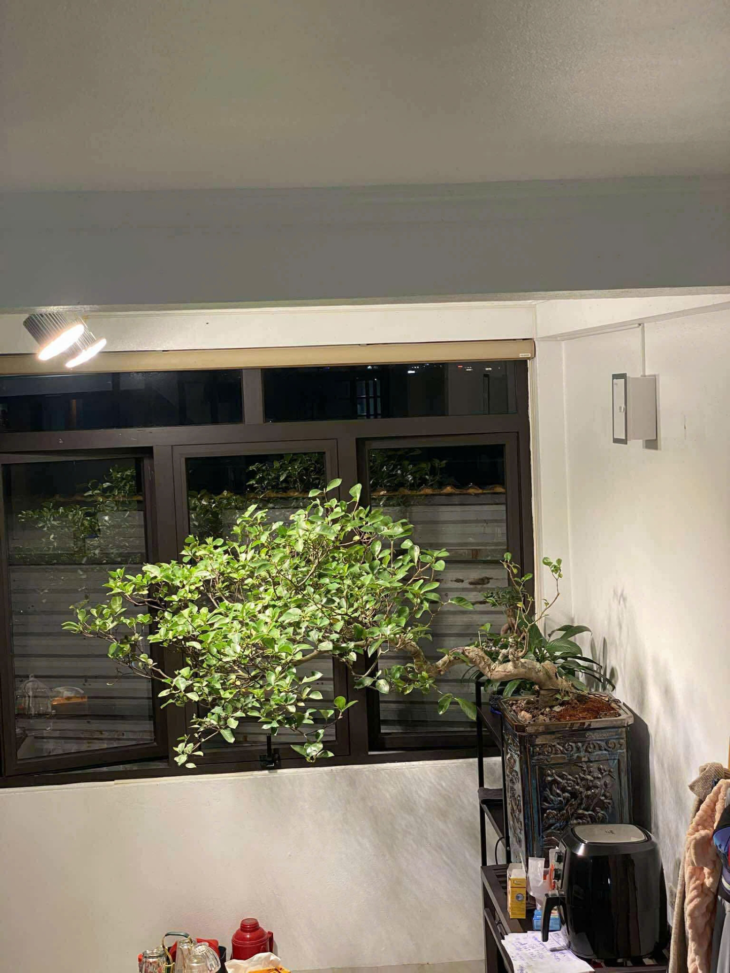 Cách trồng và chăm sóc cây muội hồng