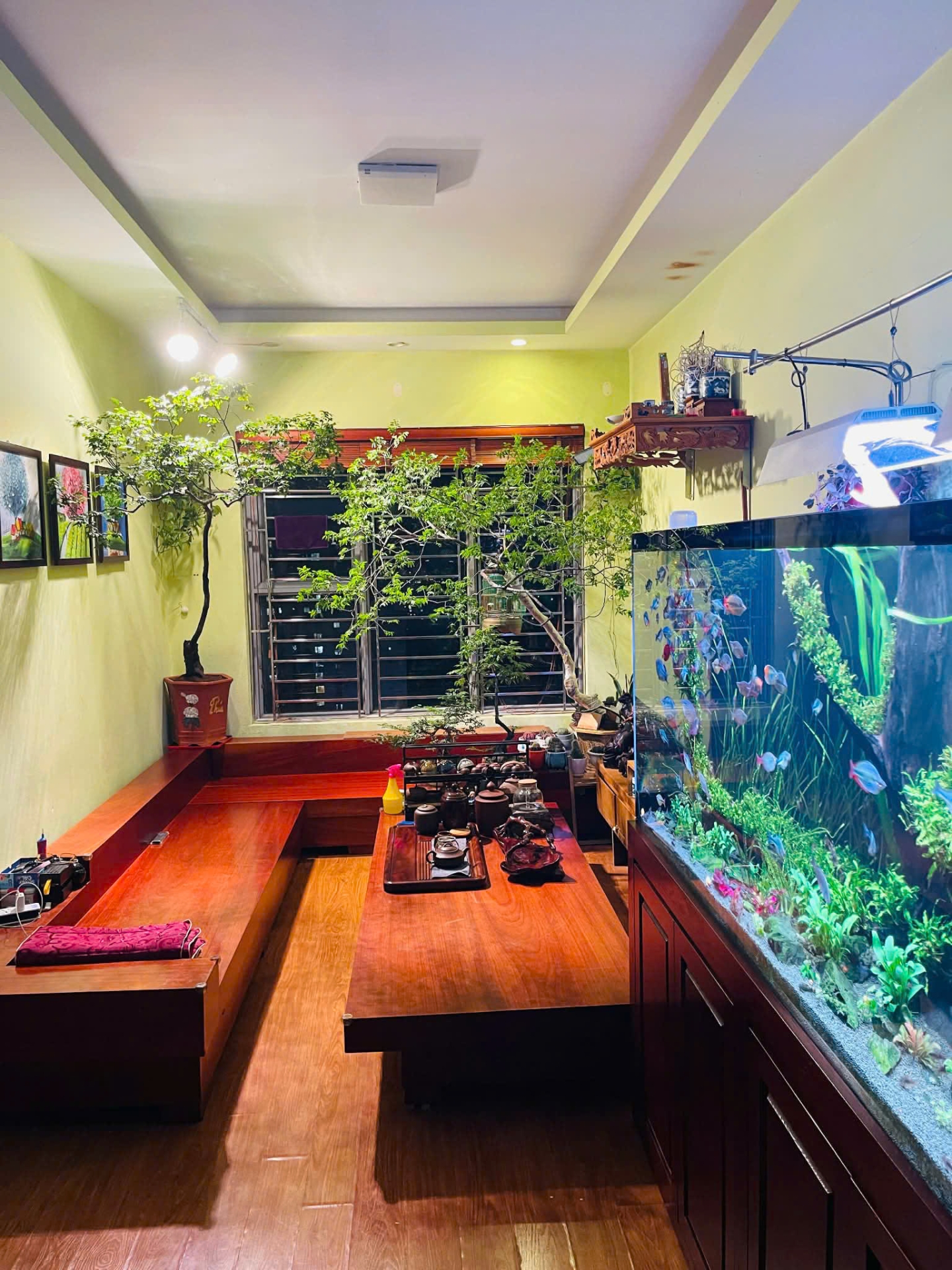 muội hồng để phòng khách