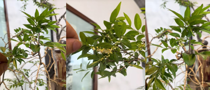 cây muội hồng có hoa không