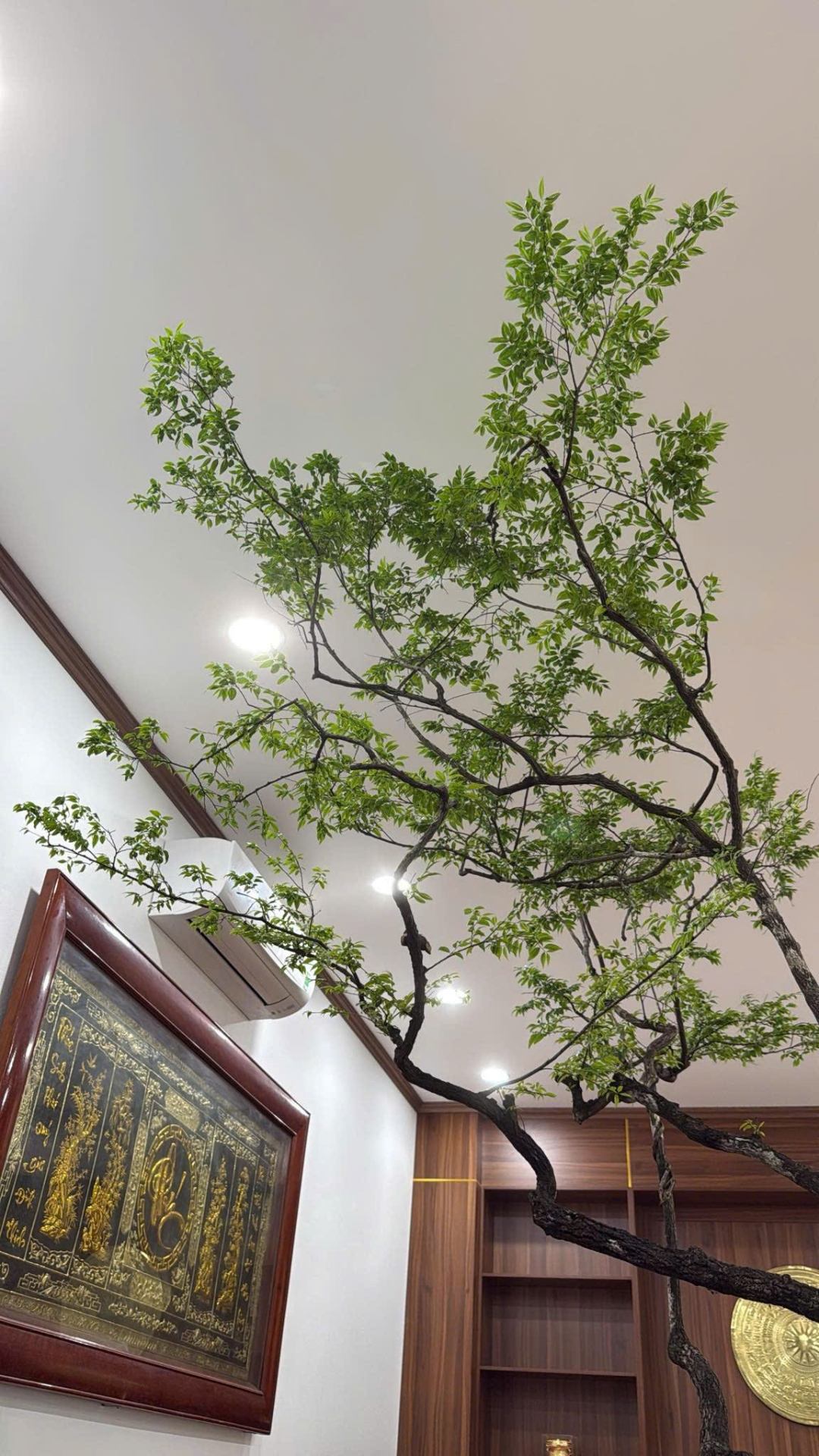 cây muội hồng có mấy loại