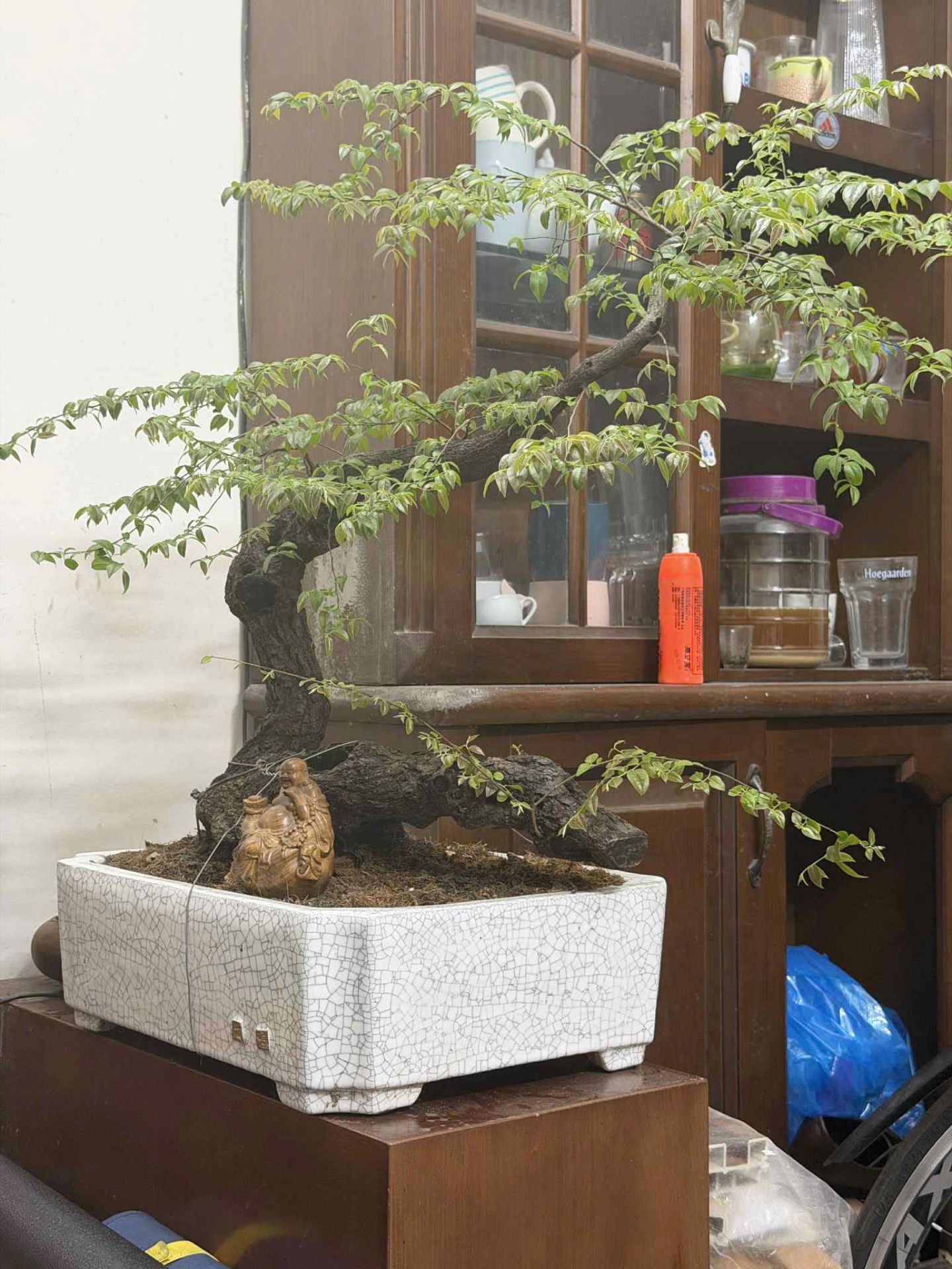 muội hồng bonsai