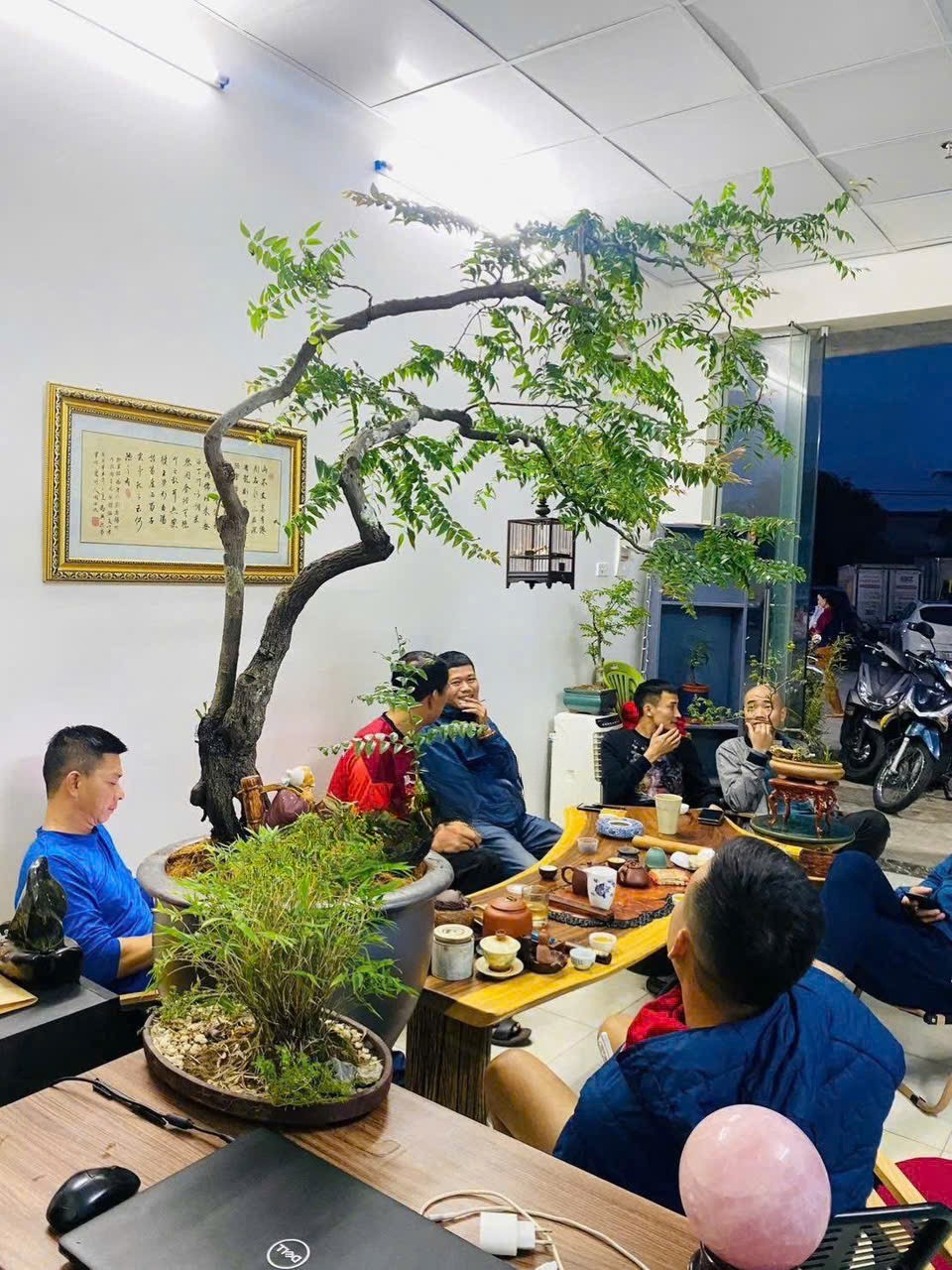 muội hồng để phòng khách