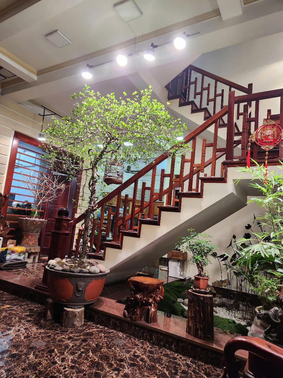 trồng cây muội hồng trong nhà với đèn trồng cây