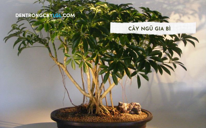 Cây bonsai ngũ gia bì là cây cảnh trong nhà mang ý nghĩa trường tồn và thành công