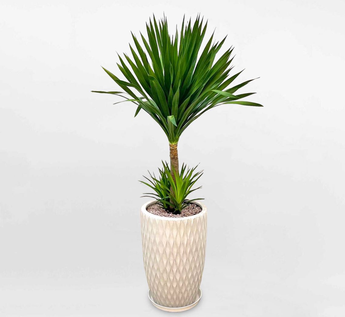 C&acirc;y Ph&aacute;t T&agrave;i N&uacute;i l&agrave; c&acirc;y g&igrave;