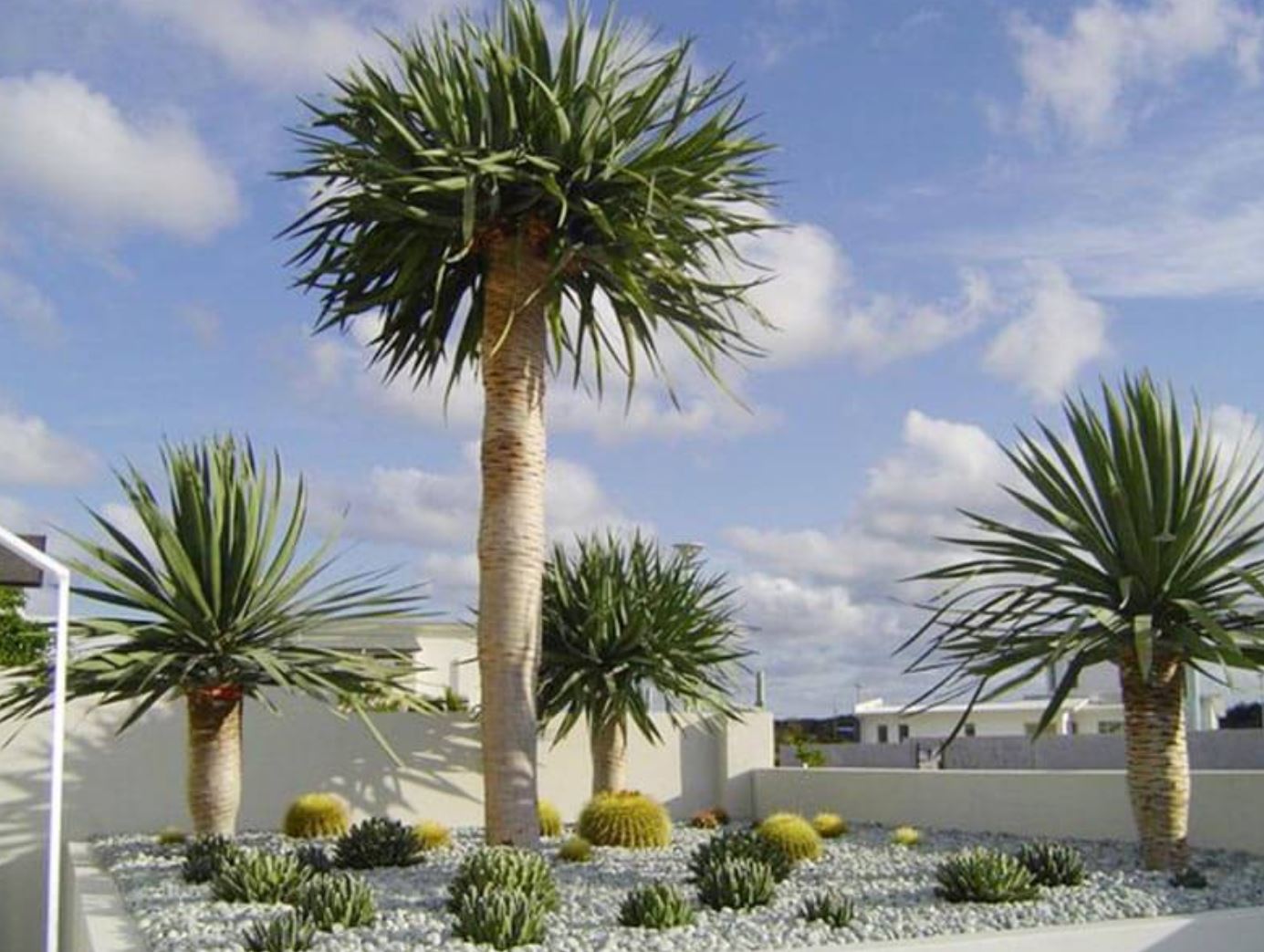 c&acirc;y ph&aacute;t t&agrave;i n&uacute;i mang gi&aacute; trị thẩm mỹ cao