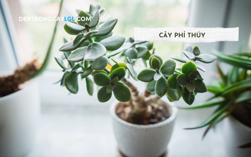 Cây phỉ thúy là cây cảnh trong nhà mang lại phú quý và may mắn cho gia chủ