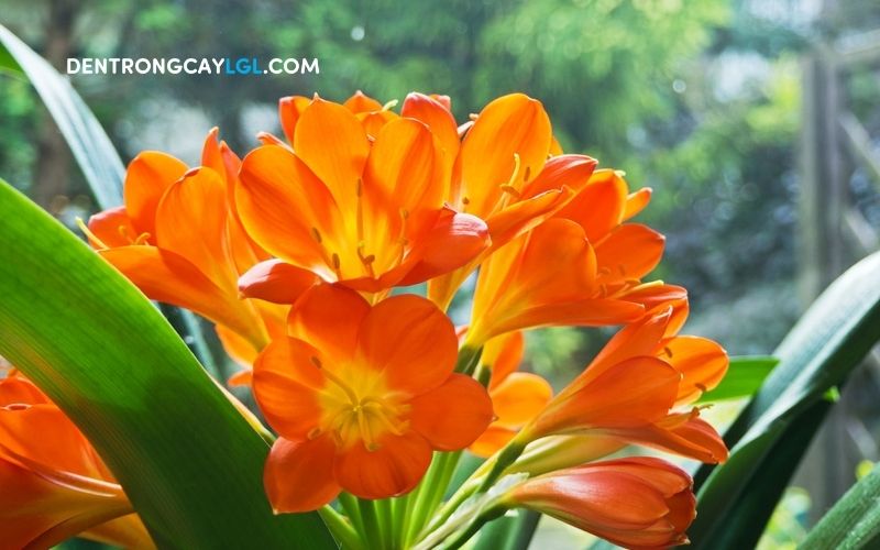 Cây phong thủy trong nhà có màu cam mang đến sự ấm no và niềm vui cho gia đạo