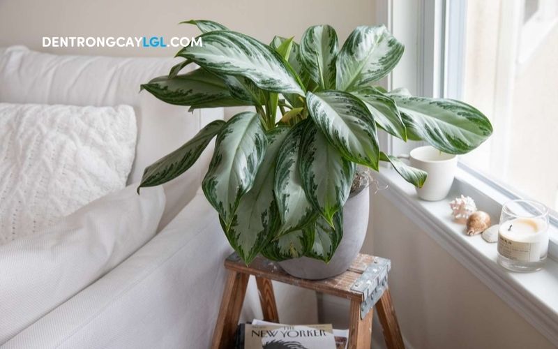 Những cây phong thủy trong nhà có màu trắng thể hiện sự thanh khiết và phù hợp với người mệnh Kim
