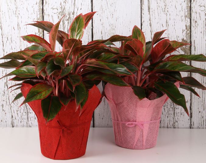 Cây Phú Quý hợp mệnh gì?