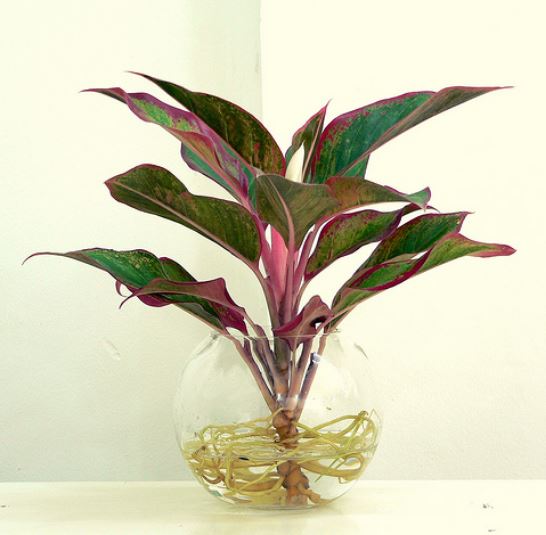 Cây Phú Quý trồng thủy sinh