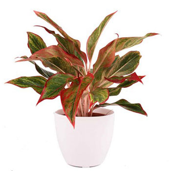 Cây Phú Quý trồng trong chậu