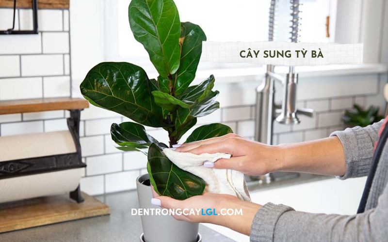 Mang vẻ ngoài sang trọng - Cây sung tỳ bà rất thích hợp cho bạn trồng làm cây cảnh trong nhà