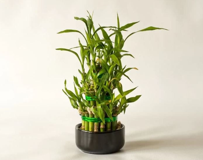 Cây Thần Tài hợp mệnh gì