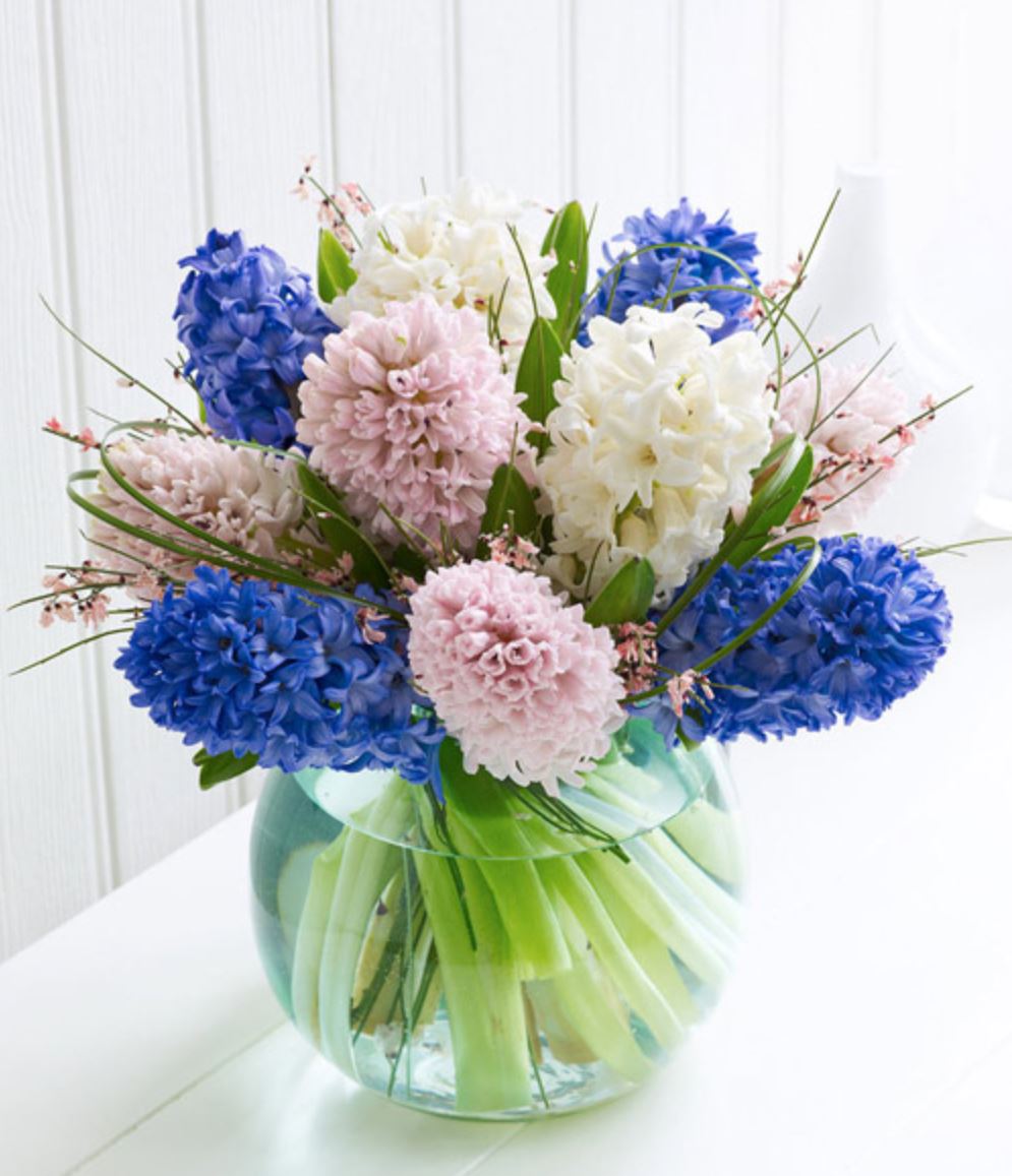 c&acirc;y Ti&ecirc;n &Ocirc;ng l&agrave; g&igrave;