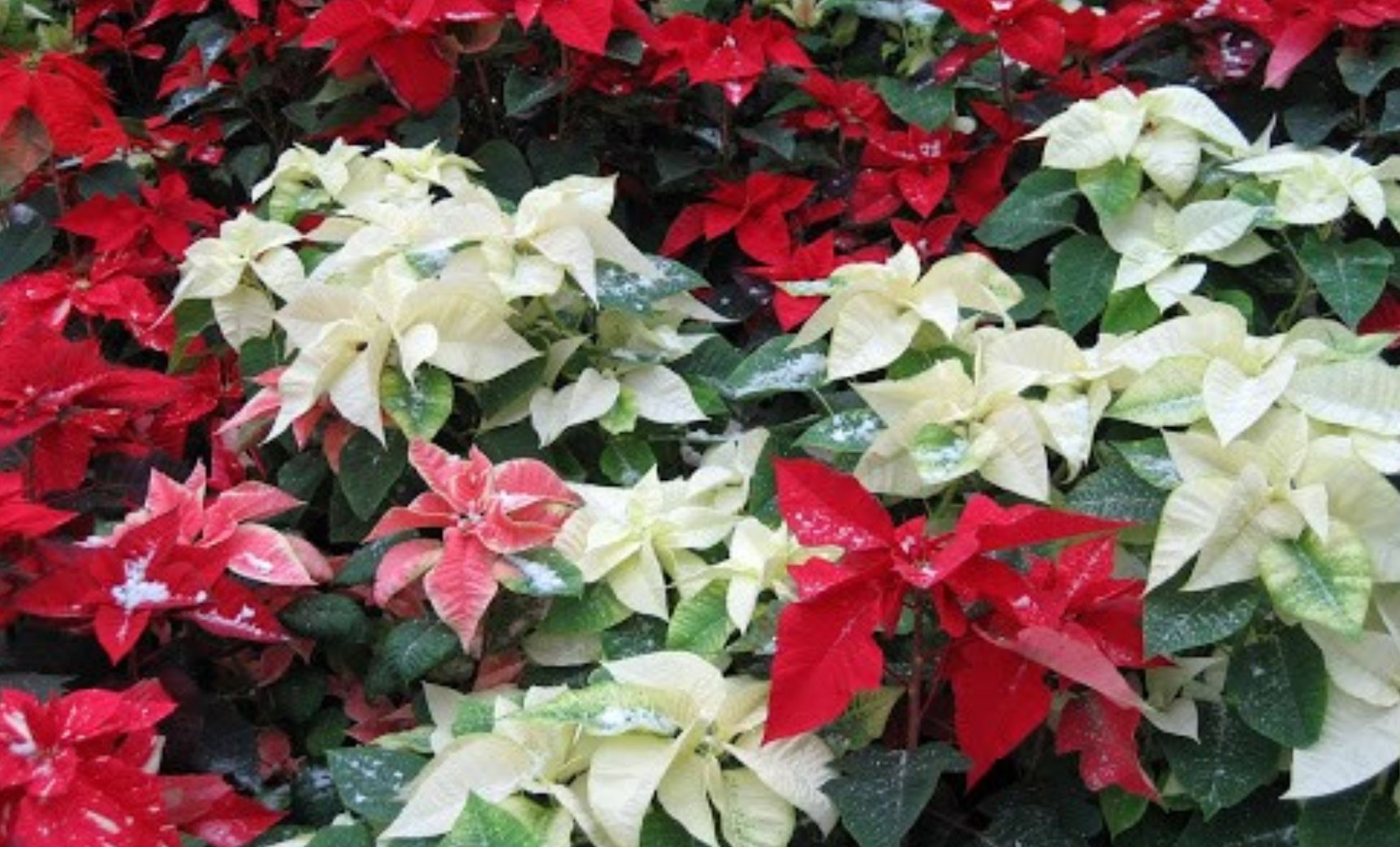 c&acirc;y Trạng Nguy&ecirc;n c&oacute; mấy loại