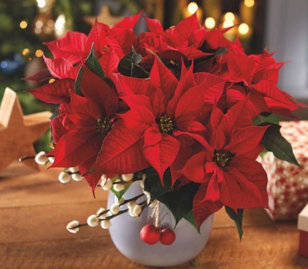 c&acirc;y Trạng Nguy&ecirc;n hợp mệnh g&igrave;