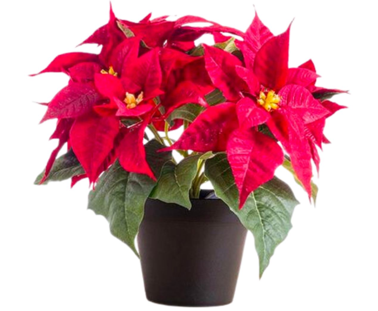 C&acirc;y Trạng Nguy&ecirc;n l&agrave; g&igrave;