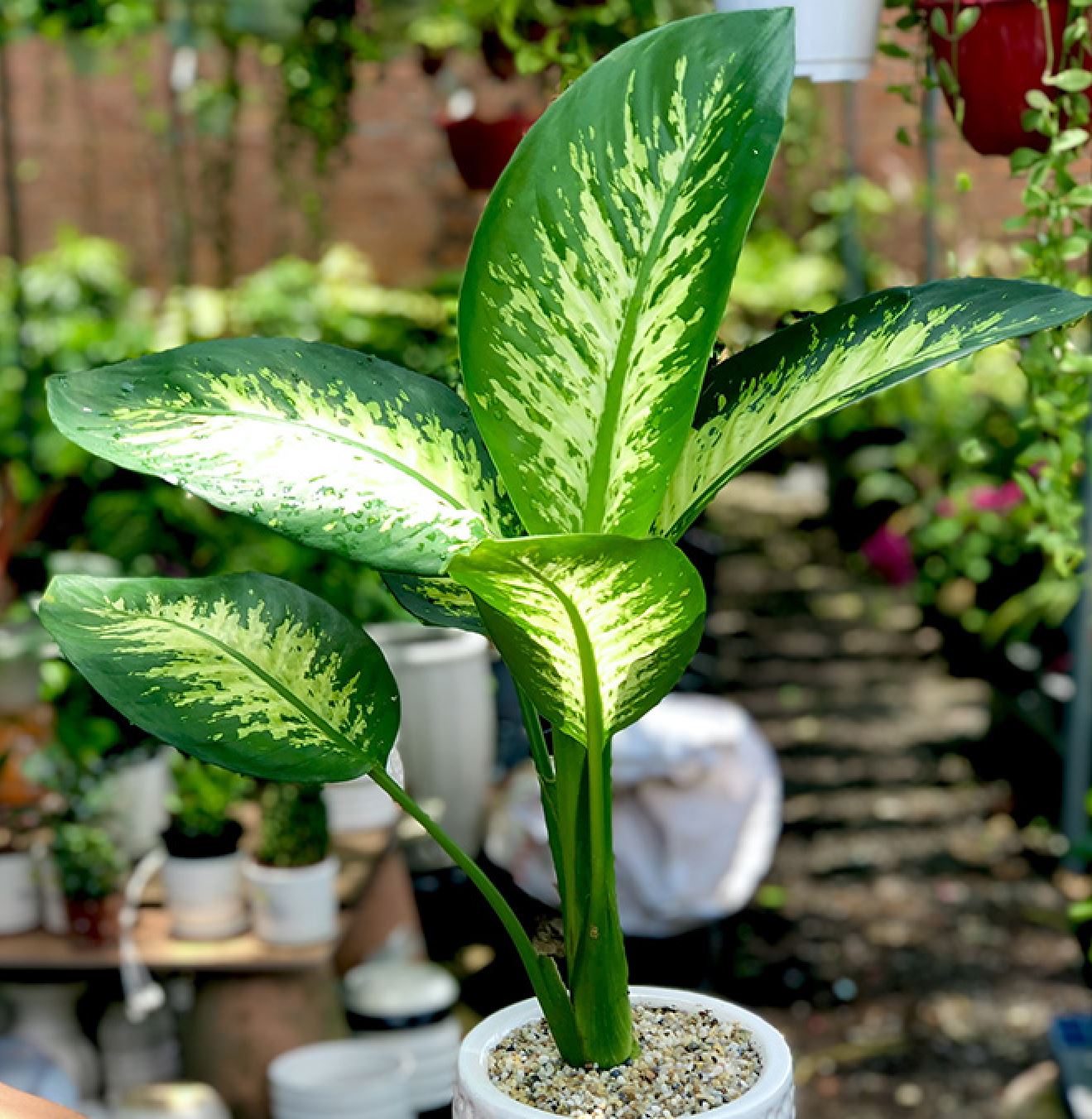 Cây Trầu Bà Chân Rít Lá Đốm