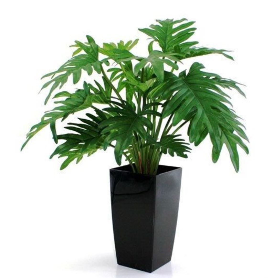 Cây Trầu Bà Chân Vịt