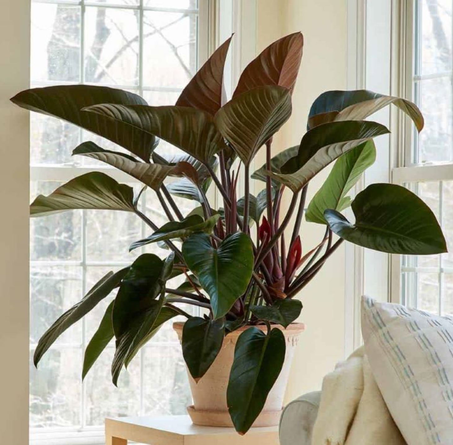 Cây Trầu Bà Đế Vương